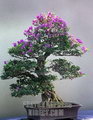 بونسای گل کاغذی